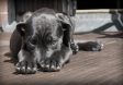 COVID Hysteria: Rescue Dogs Shot Dead To Stop Virus Spread